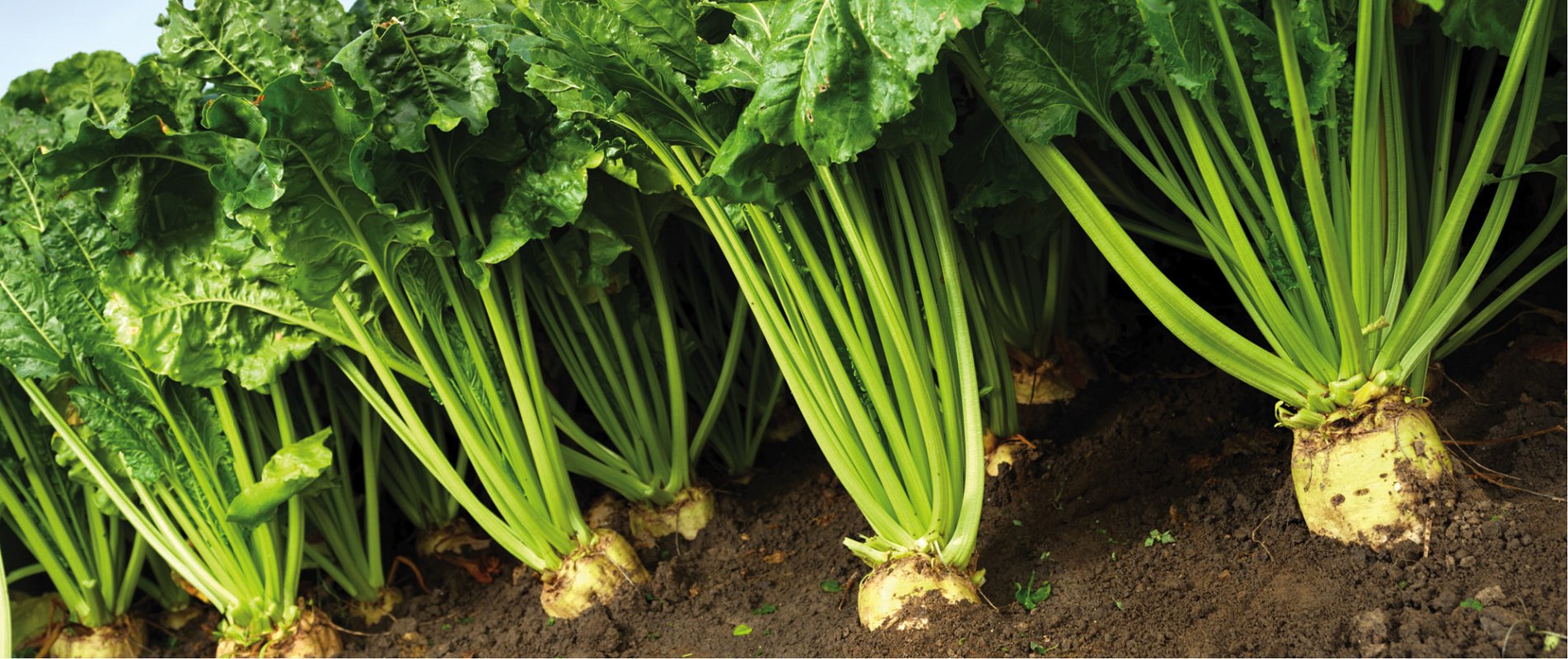 How sugar is made - Sugar beet crop