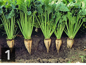 Sugar beet crop