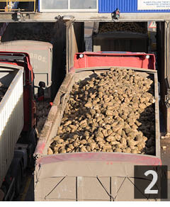 Sugar beet cleaning