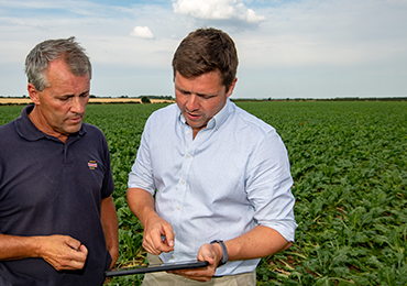 Sugar beet crop