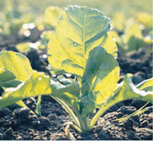 Beet crop plant