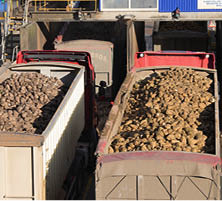 transported sugar beet