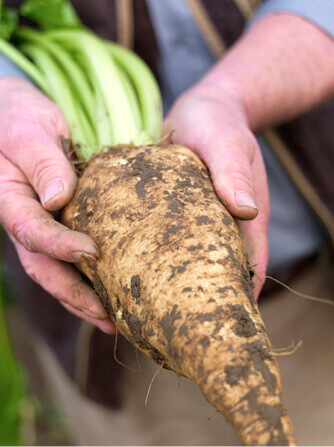 Sugar beet